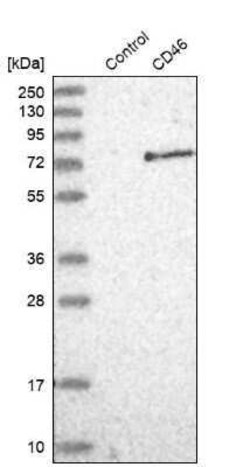 CD46 Antibody, Novus Biologicals 0.1 mL | Buy Online | Novus Biologicals | Fisher Scientific