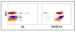 CD47 Antibody (HUH71A) - BSA Free, Novus Biologicals 0.1mg:Antibodies,