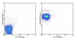 CD47 Rat anti-Mouse, Clone: miap301, Novus Biologicals:Antibodies:Primary