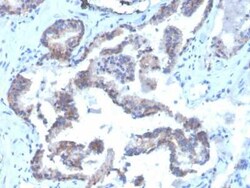 CD47 Antibody (CD47/3019) - Azide and BSA Free, Novus Biologicals 100 &mu;g;