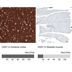 CD47 Antibody (CL6913), Novus Biologicals 25 &mu;L; CD47 Antibody; Unconjugated:Antibodies,
