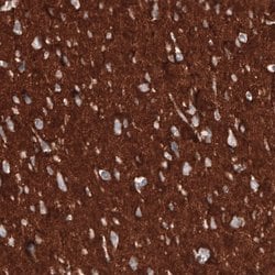 CD47 Antibody (CL6913), Novus Biologicals 25 &mu;L; CD47 Antibody; Unconjugated:Antibodies,