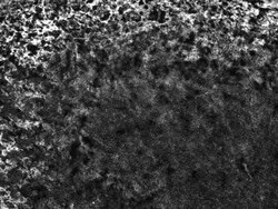 CD47 Antibody (IAP/964 + B6H12.2), Novus Biologicals:Antibodies:Primary