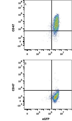 Mouse CD47 Antibody, R D Systems:Antibodies:Primary Antibodies