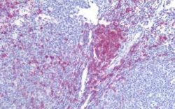 CD5 Antibody (L17F12) - BSA Free, Novus Biologicals 0.1 mg | Buy Online | Novus Biologicals | Fisher Scientific