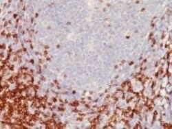 CD5 Antibody (C5/473) - Azide and BSA Free, Novus Biologicals 0.1 mg | Buy Online | Novus Biologicals | Fisher Scientific