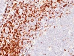 CD5 Antibody (SPM546) - Azide and BSA Free, Novus Biologicals 0.1 mg | Buy Online | Novus Biologicals | Fisher Scientific