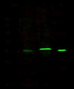 CD53 Rabbit anti-Human, Cynomolgus Monkey, Clone: 104, Novus Biologicals