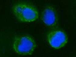 CD55/DAF Rabbit anti-Human, Clone: 28, Novus Biologicals 100 &mu;g; Unconjugated:Antibodies,