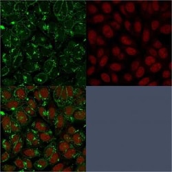 CD55/DAF Antibody (143-30), Novus Biologicals 0.02mg; Unlabeled:Antibodies,