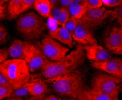 CD59 Rabbit anti-Human, Mouse, Clone: JM10-71, Novus Biologicals 100&mu;L:Antibodies,