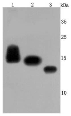 CD59 Rabbit anti-Human, Mouse, Clone: JM10-71, Novus Biologicals 100&mu;L:Antibodies,
