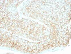 CD59 Antibody (193-27) - Azide and BSA Free, Novus Biologicals 0.1 mg;