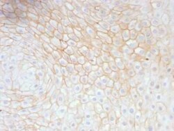 CD59 Antibody (MACIF/629), Novus Biologicals:Antibodies:Primary Antibodies