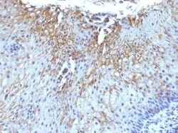 CD59 Antibody (SPM616), Novus Biologicals:Antibodies:Primary Antibodies
