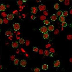 CD6 Antibody (C6/2884R) - Azide and BSA Free, Novus Biologicals 100 &mu;g | Buy Online | Novus Biologicals | Fisher Scientific