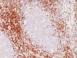 CD6 Antibody (C6/372+3F7B5) - Azide and BSA Free, Novus Biologicals 0.1