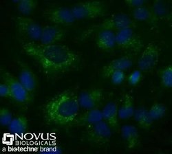 CD63 Antibody (H5C6) - Azide and BSA Free, Novus Biologicals 0.1 mL | Buy Online | Novus Biologicals | Fisher Scientific