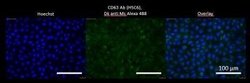 CD63 Antibody (H5C6) - Azide and BSA Free, Novus Biologicals 0.1 mL | Buy Online | Novus Biologicals | Fisher Scientific