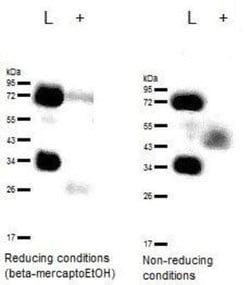CD63 Antibody (H5C6) - Azide and BSA Free, Novus Biologicals 0.1 mL | Buy Online | Novus Biologicals | Fisher Scientific