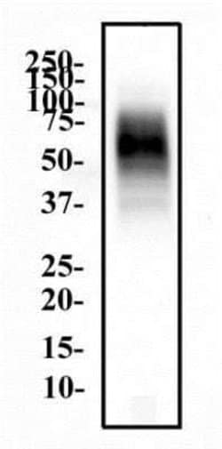 CD63 Antibody (H5C6) - Azide and BSA Free, Novus Biologicals 0.1 mL | Buy Online | Novus Biologicals | Fisher Scientific