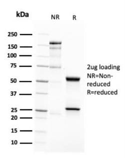CD63 Antibody (LAMP3/2788) - Azide and BSA Free, Novus Biologicals 100