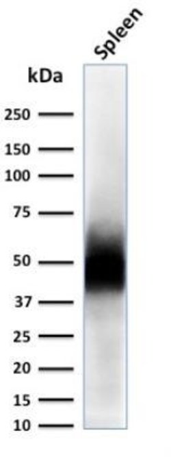 CD63 Antibody (LAMP3/2788) - Azide and BSA Free, Novus Biologicals 100