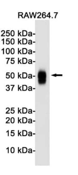 CD63 Antibody (S06-4G3), Novus Biologicals:Antibodies:Primary Antibodies