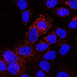 Human CD63 Antibody, R D Systems 25 &mu;g; Unconjugated:Antibodies, Monoclonal
