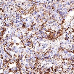 Human CD63 Antibody, R D Systems 25 &mu;g; Unconjugated:Antibodies, Monoclonal