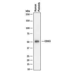 Human CD63 Antibody, R D Systems 25 &mu;g; Unconjugated:Antibodies, Monoclonal