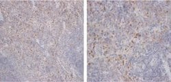 CD68/SR-D1 Antibody (FA-11) - Azide and BSA Free, Novus Biologicals 0.1