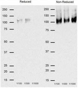 CD68/SR-D1 Antibody (FA-11) - Azide and BSA Free, Novus Biologicals 0.1