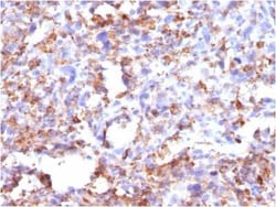 CD68/SR-D1 Antibody (CD68/G2), Novus Biologicals 0.02mg; Unlabeled:Antibodies,