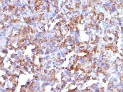 CD68/SR-D1 Antibody (LAMP4/824), Novus Biologicals 0.1mg; Unlabeled:Antibodies,