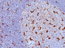 CD68/SR-D1 Antibody (LAMP4/824), Novus Biologicals 0.1mg; Unlabeled:Antibodies,