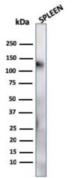 CD68/SR-D1 Antibody (LAMP4/824), Novus Biologicals 0.1mg; Unlabeled:Antibodies,