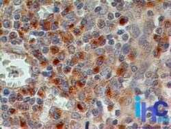 CD69 Antibody (15B5G2) - Azide Free, Novus Biologicals:Antibodies:Primary