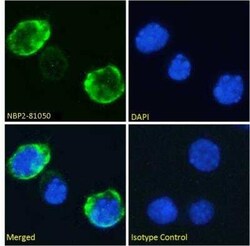 CD7, Rabbit anti-Human, Clone: 3A1E, Novus Biologicals 0.2 mg | Buy Online | Novus Biologicals | Fisher Scientific