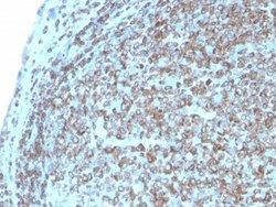 CD74 Antibody (CLIP/3127R) - Azide and BSA Free, Novus Biologicals 100 &mu;g | Buy Online | Novus Biologicals | Fisher Scientific