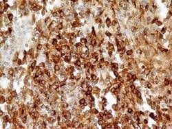 CD74 Antibody (PIN.1) - Azide and BSA Free, Novus Biologicals 0.1 mL | Buy Online | Novus Biologicals | Fisher Scientific