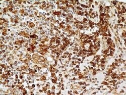 CD74 Antibody (PIN.1) - Azide and BSA Free, Novus Biologicals 0.1 mL | Buy Online | Novus Biologicals | Fisher Scientific