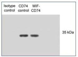 CD74 Antibody (PIN.1) - Azide and BSA Free, Novus Biologicals 0.1 mL | Buy Online | Novus Biologicals | Fisher Scientific