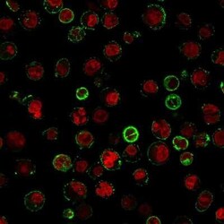 CD74 Antibody (CLIP/813), Novus Biologicals:Antibodies:Primary Antibodies