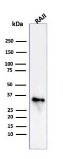 CD74 Antibody (CLIP/813), Novus Biologicals:Antibodies:Primary Antibodies