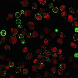 CD74 Antibody (LN-2 + CLIP/813), Novus Biologicals 0.1mg; Unlabeled:Antibodies,