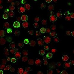 CD74 Antibody (SPM523) - Azide and BSA Free, Novus Biologicals 0.1 mg;