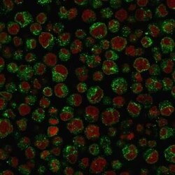 CD79A Antibody (IGA/1688R), Novus Biologicals 100&mu;g; Unlabeled:Antibodies,