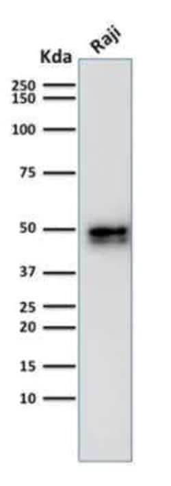 CD79A Antibody (IGA/1790R) - Azide and BSA Free, Novus Biologicals 100