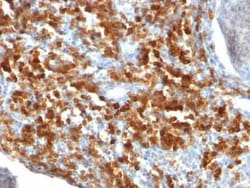 CD79A Antibody (IGA/515), Novus Biologicals 0.02mg; Unlabeled:Antibodies,